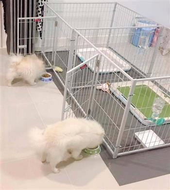   Dieses Freilaufgitter ist geeignet f&uuml;r Kleintiere. Es ist stabil verschraubt, um ein Ausbrechen der Tiere verhindern zu k&ouml;nnen.   
   Besonderheit hierzu : Zwei einzelne T&uuml;ren und einem Zwischengitter, damit die Tiere getrennt gehalten werden k&ouml;nnen.    
   Das Gitter kann au&szlig;erdem an den   Verschraubungen auseinander gebaut werden. Somit k&ouml;nnen Sie den Freilauf   ganz einfach von Ort zu Ort transportieren. Selbst in zusammen  gebauter  Form ist es nicht zu gro&szlig; und zu schwer um es an einen anderen  Platz zu  tragen.  
  Sieben Gitter mit Verschraubungen incl. Trenngitter und zwei eingebauter T&uuml;ren (44x76cm)   